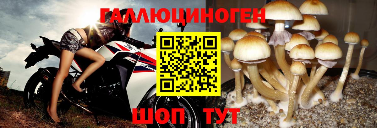 магазин продажи наркотиков  Вход с VPN  Кинель  Галлюциногенные грибы Psilocybe 